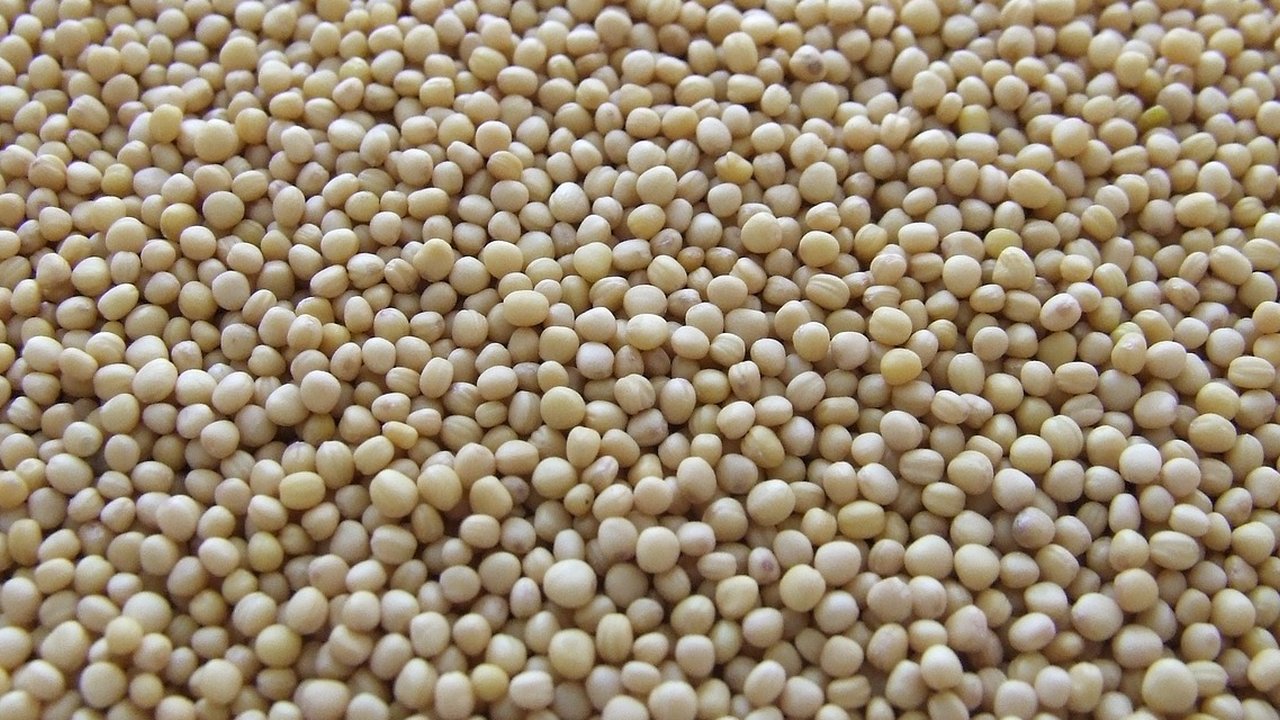 Ilustrasi Lada Putih