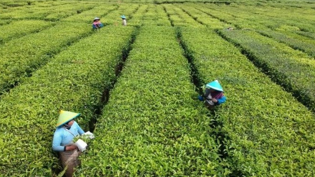 Kebun Teh di Wanayasa Purwakarta
