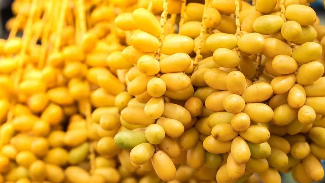 10 Manfaat Buah Kurma Muda, Tingkatkan Kesuburan Wanita