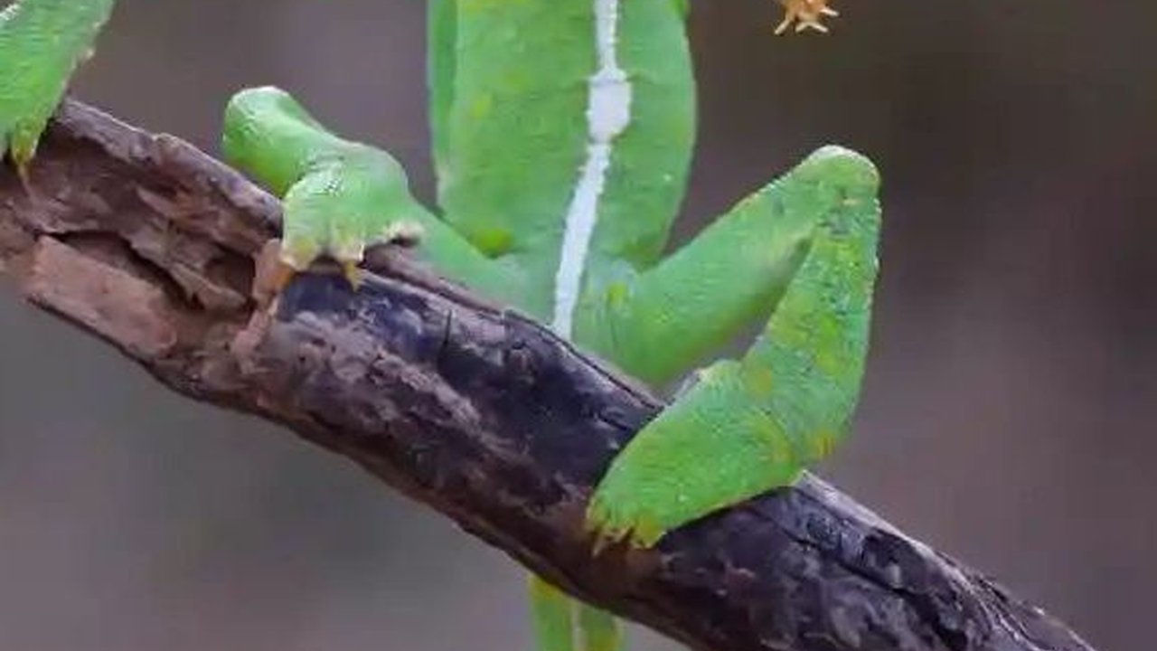 Kumpulan Foto Lucu Hewan, Momen Terbaik Hasil Jepretan Fotografer Andal