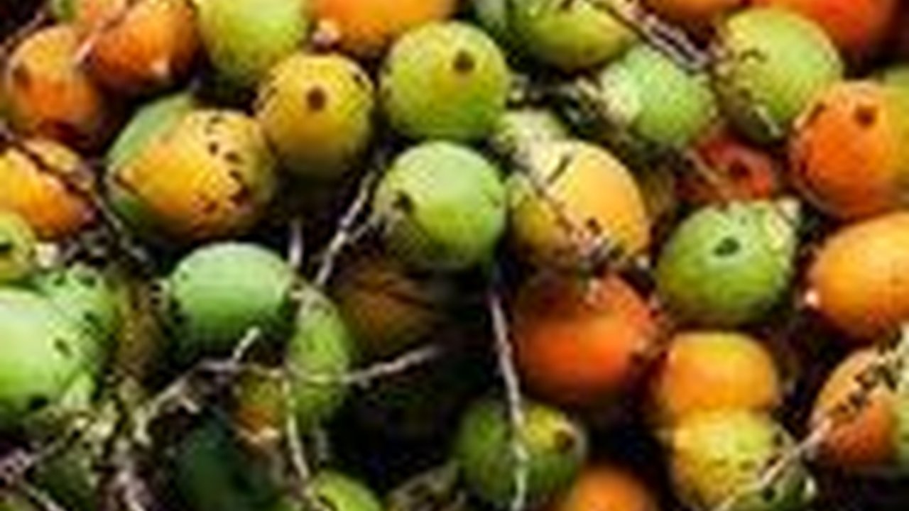 Manfaat Buah Pinang untuk Kesehatan, Bisa Tingkatkan Gairah Pria