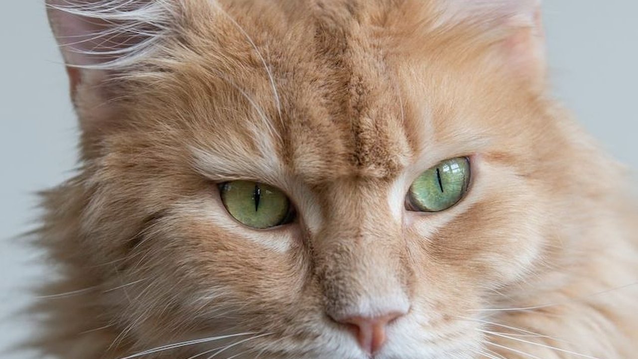 Mengenal Kucing Maine Coon: Karakteristik, Sifat, dan Cara Merawatnya