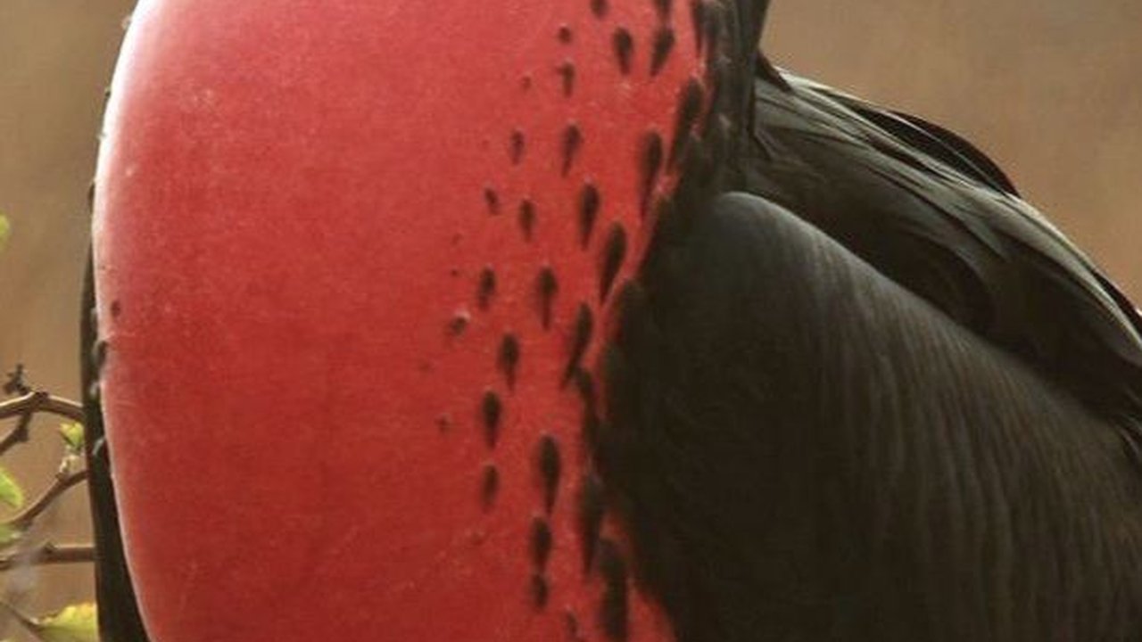 9 Hewan Langka dan Aneh yang Hanya Hidup di Kepulauan Galapagos