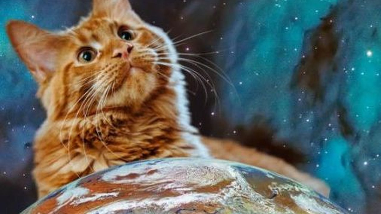 Kucing Hamil Berapa Bulan? Berikut Ciri-ciri dan Cara Merawatnya