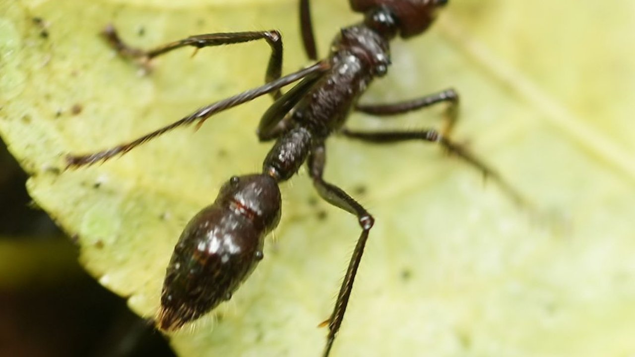 Serangga dengan Sengatan Paling Berbahaya, Hewan yang Pasti Ingin Kamu Jauhi