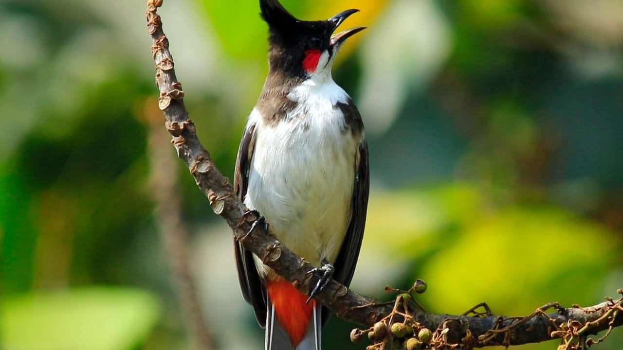 Karakteristik Burung Kutilang, Lengkap dengan Jenis Makanan dan Cara Merawatnya