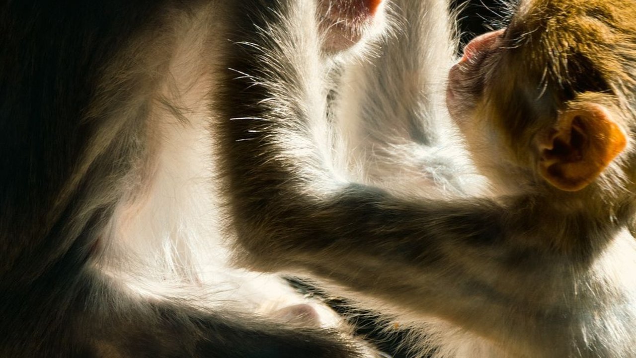 Ilmuwan Dibuat Penasaran Punahnya Kera Raksasa Terkuat di Bumi