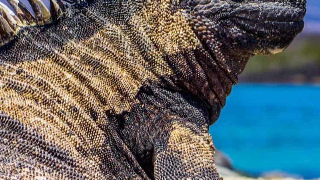 Mengenal Iguana Laut yang Punya Wujud Seperti Godzilla