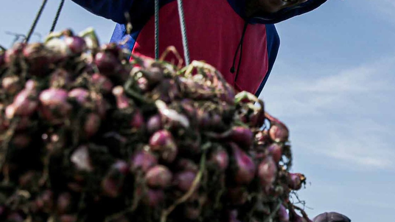 FOTO: Jerit Petani Bawang Merah di Brebes Merugi Akibat Cuaca Tak Tentu