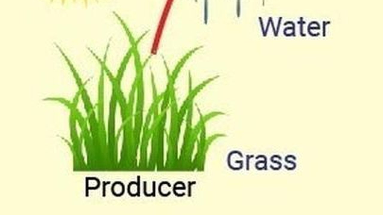 Pengertian Jaring-Jaring Makanan, Begini Contohnya Mulai dari Darat hingga Air Tawar
