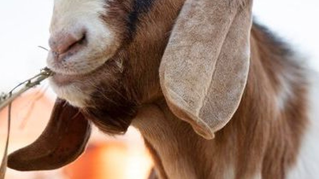 Iseng Beli Dua Kambing, Pria Ini Kantongi Penghasilan hingga Rp40 Juta per Bulan