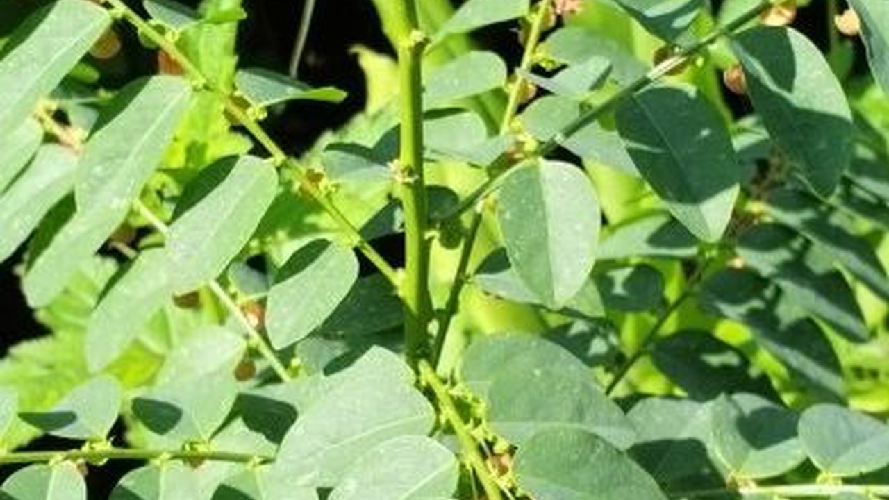 Selain Memperbanyak ASI, Ini 11 Khasiat Daun Katuk untuk Kesehatan