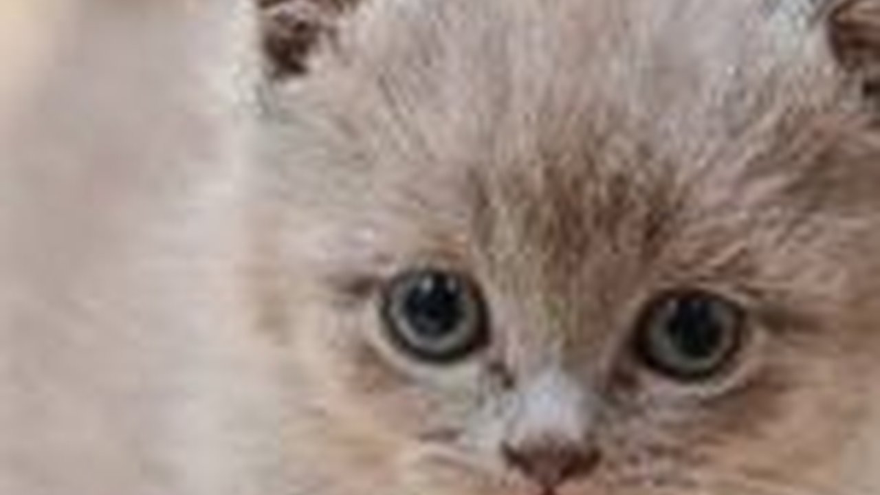 Jenis Kucing Kaki Pendek Imut,  Mempunyai Sederet Kelebihan dan Risiko Pelihara