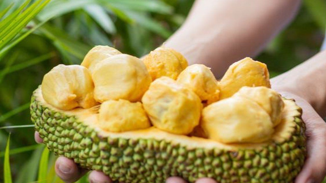 Cara Mengolah Cempedak yang Enak Biar Nikmatnya Maksimal