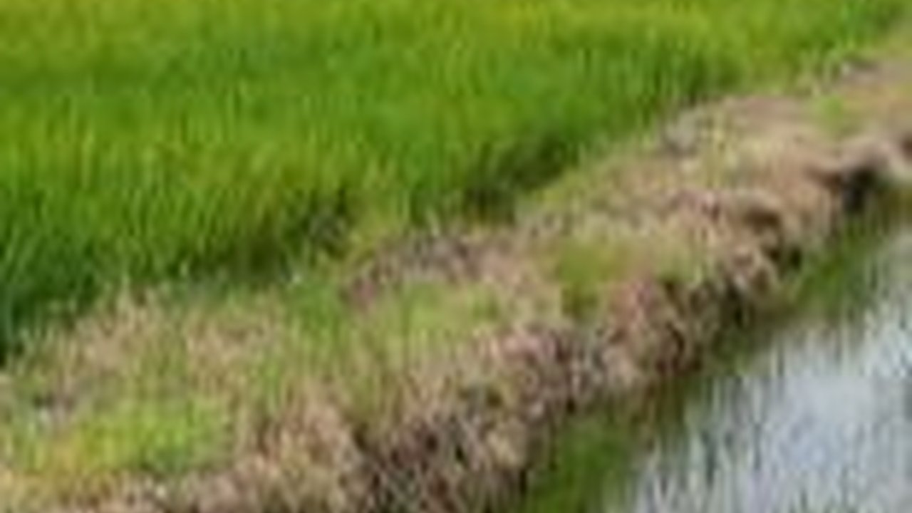 Walhi Nilai Food Estate Rusak Lingkungan