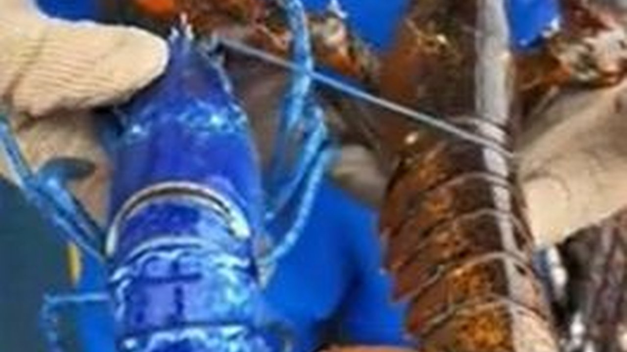 Nelayan Ini Tak Sengaja Temukan Lobster Biru Paling Langka di Dunia