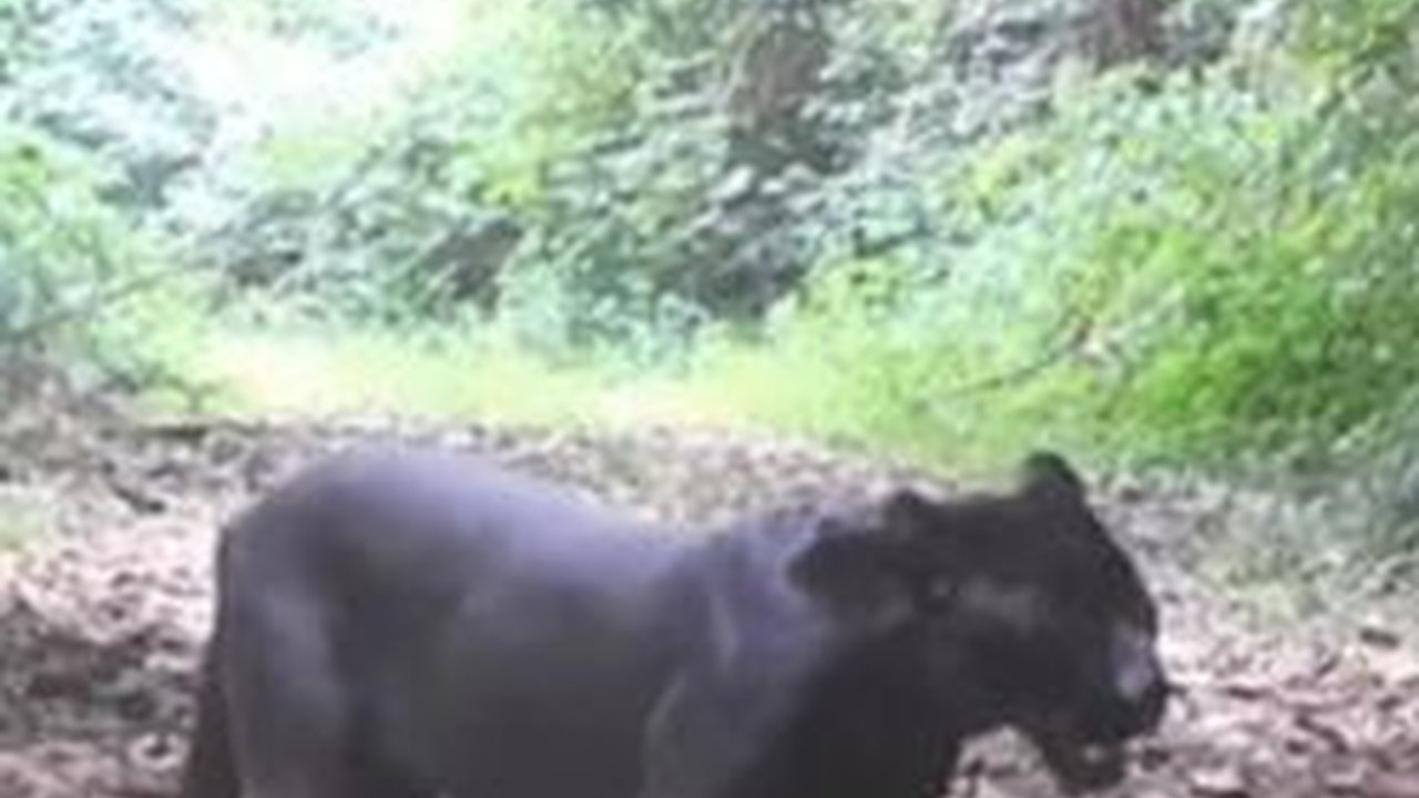 Masih dapat Ditemui walau Mulai Langka, Begini Kehidupan Satwa Macan di Hutan Blora