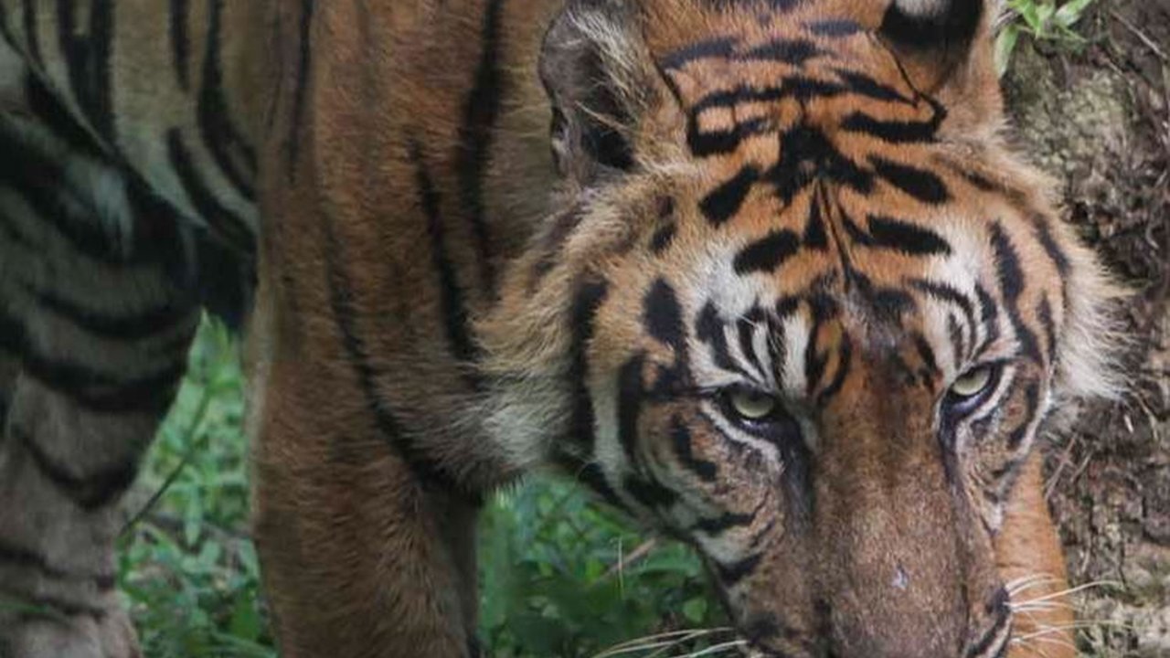 FOTO: Bertubuh Kurus, Ini Penampakan Harimau Sumatera di Medan Zoo yang Bikin Miris