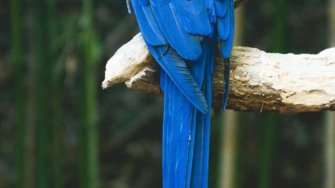 Jenis Burung Khas Indonesia, Ketahui Karakteristik dan Habitatnya