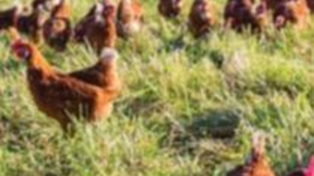 Doa Menyembelih Ayam dalam Islam, Lengkap Beserta Arti dan Tata Caranya