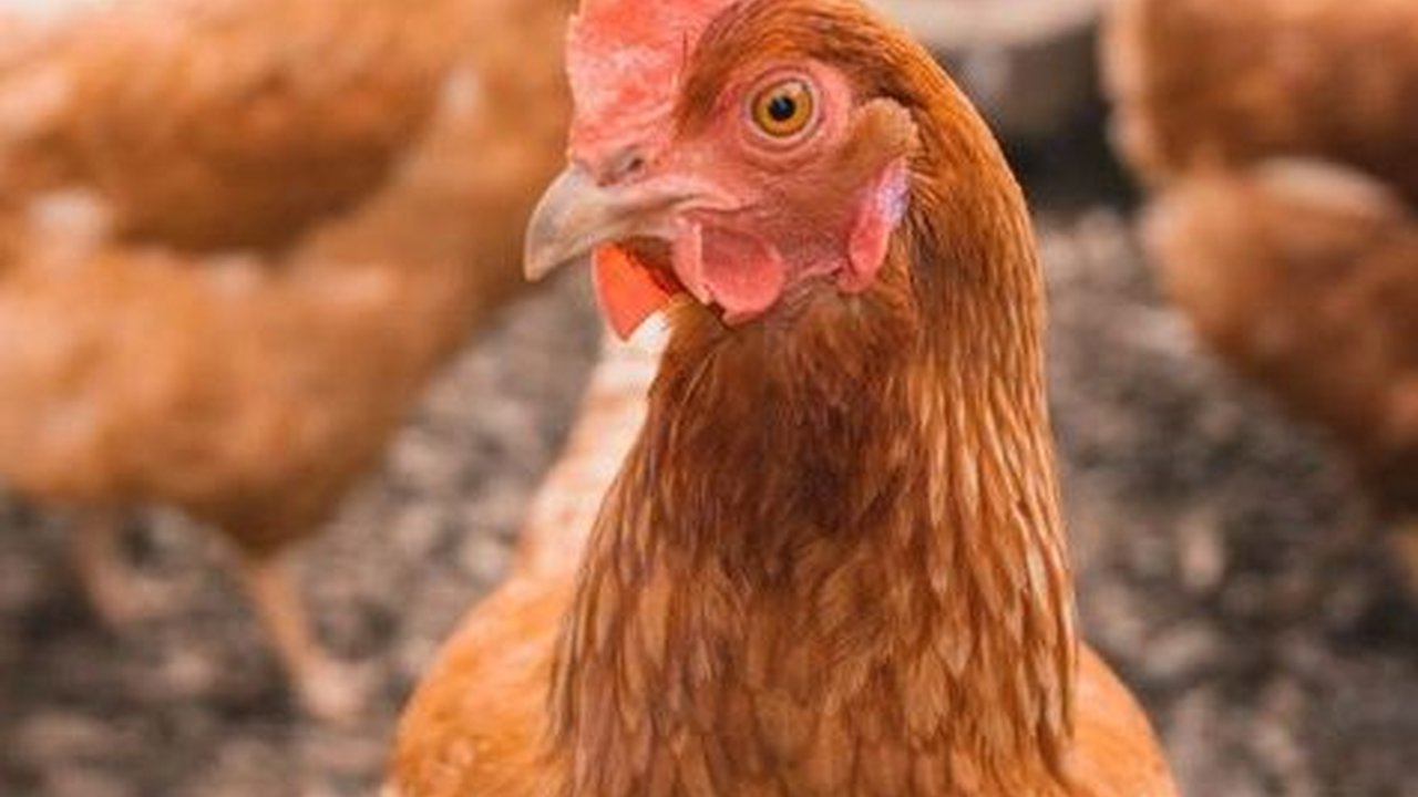Ilmuwan Sebut Kebanyakan Manusia Mampu Pahami Perasaan Ayam
