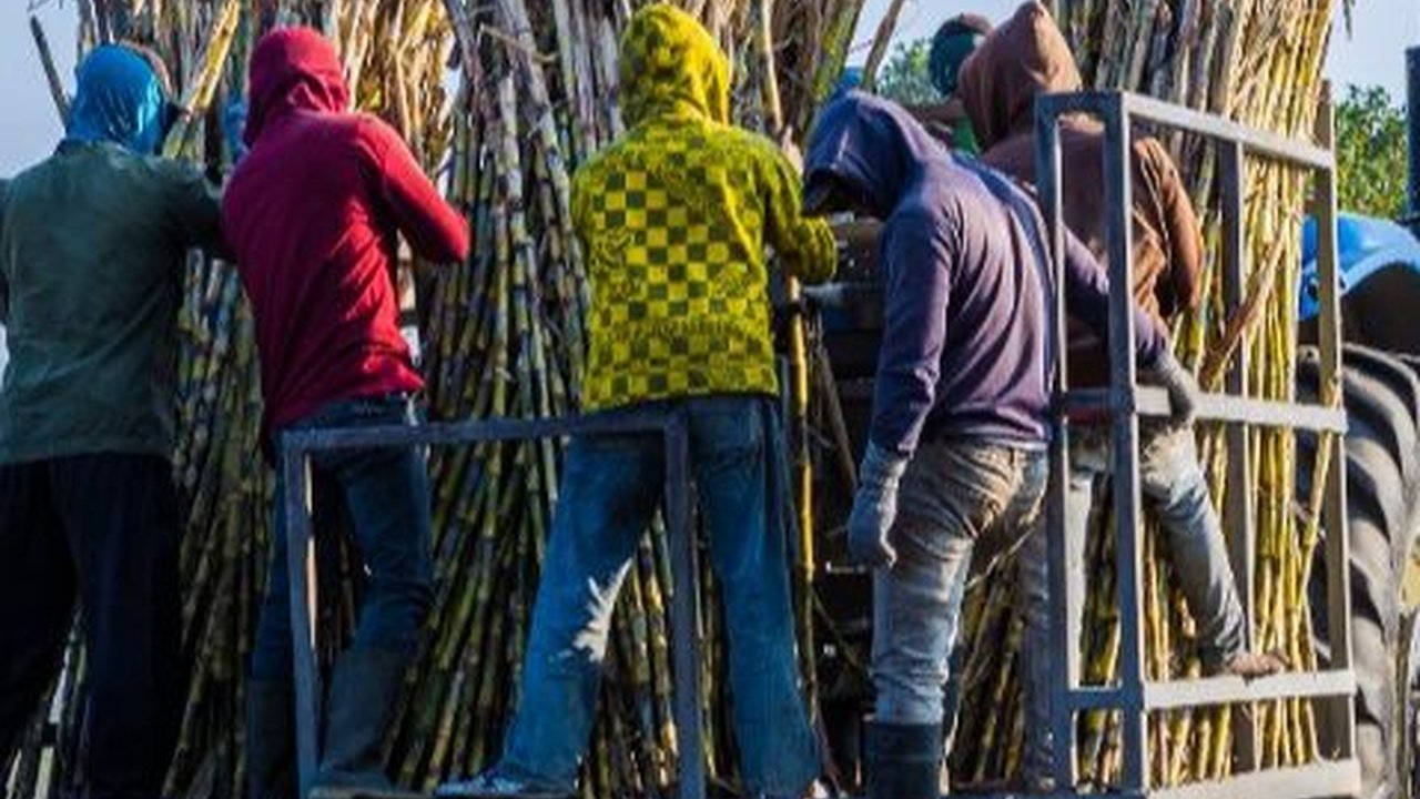 Kondisi Perusahaan Membaik, PTPN I Bayar Santunan Hari Tua Rp550 Miliar ke Pensiunan