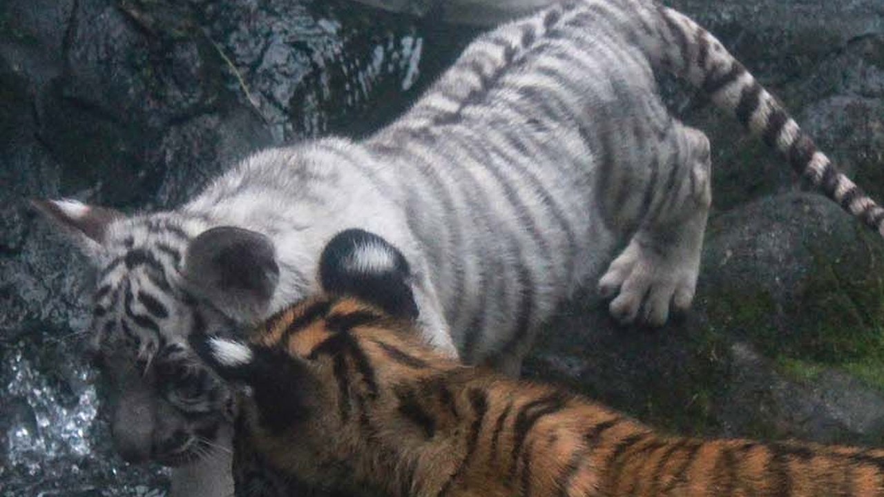 FOTO: Gemas! Dua Bayi Harimau Benggala di Siantar Zoo Ini Lahir Kembar tapi Beda Warna