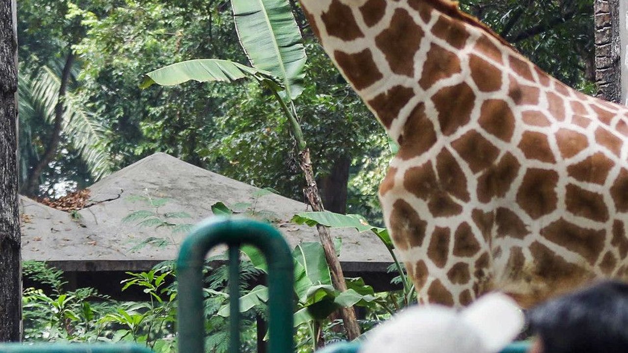 Hari Ini Taman Margasatwa Ragunan Tutup, Satwa-Satwa Istirahat