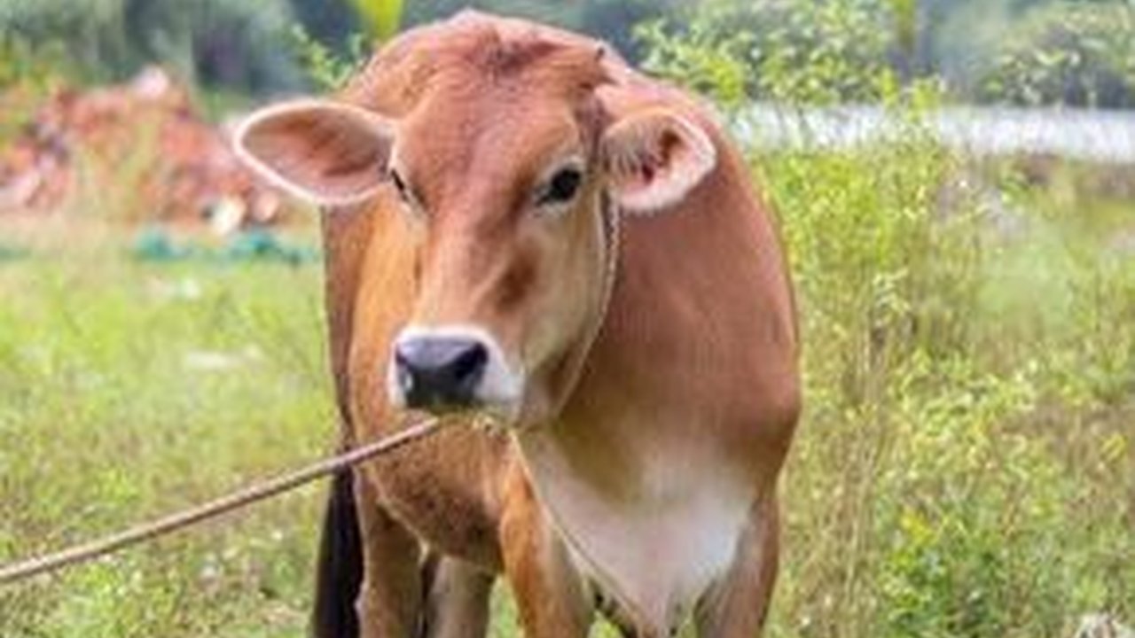 Awalnya Istri Ngidam Beli Sapi, Kini Pemuda Banyuwangi jadi Juragan Sapi Omzetnya Miliaran Rupiah