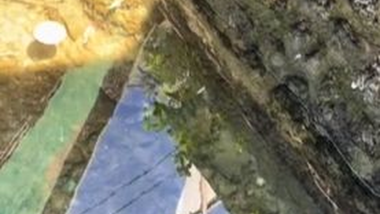 Viral Penampakan Penyu di Selokan, Air Bersih Bikin Salfok Warganet