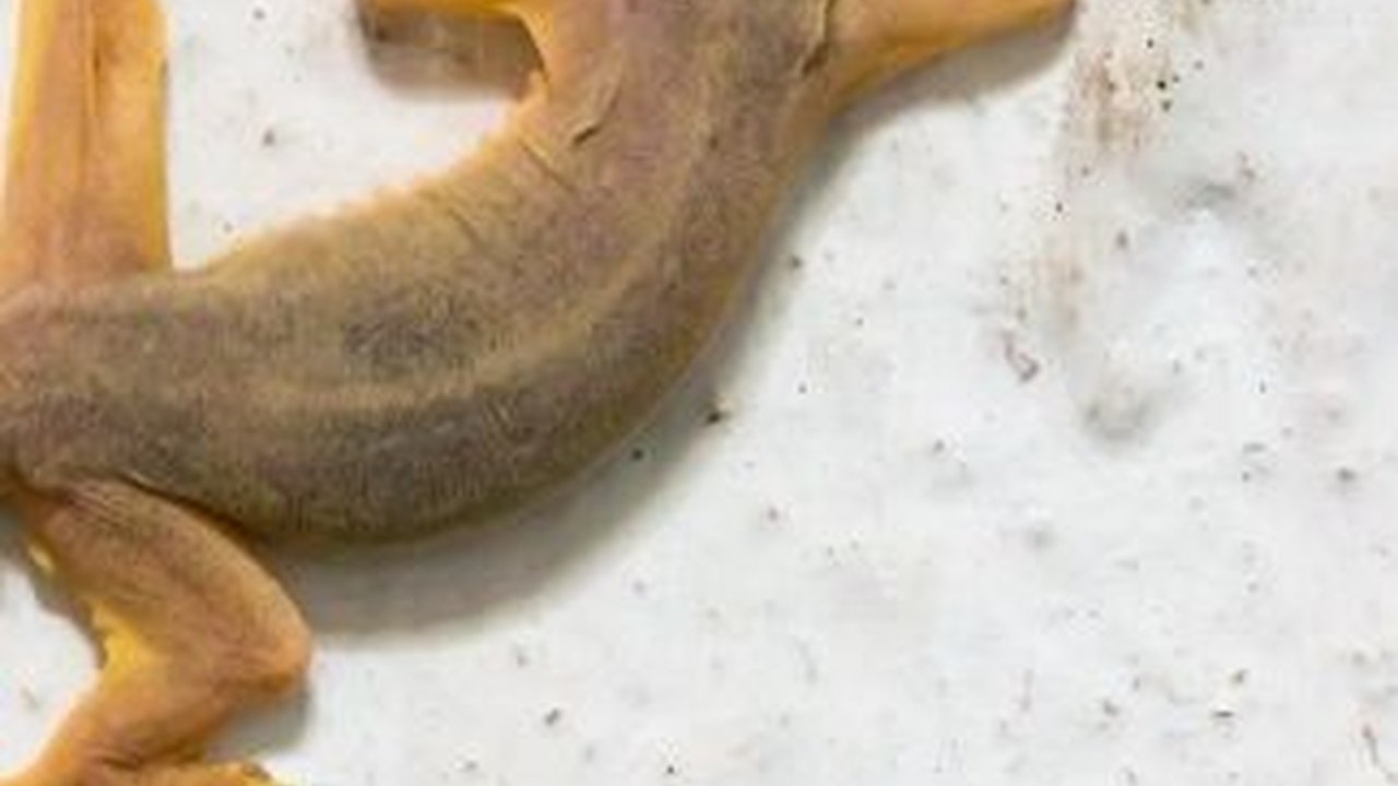 Mitos Kejatuhan Cicak di Kepala, Pertanda Baik atau Buruk?