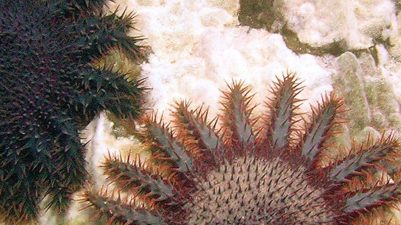Unik, 6 Hewan Laut Ini Makan Karang Setiap Hari