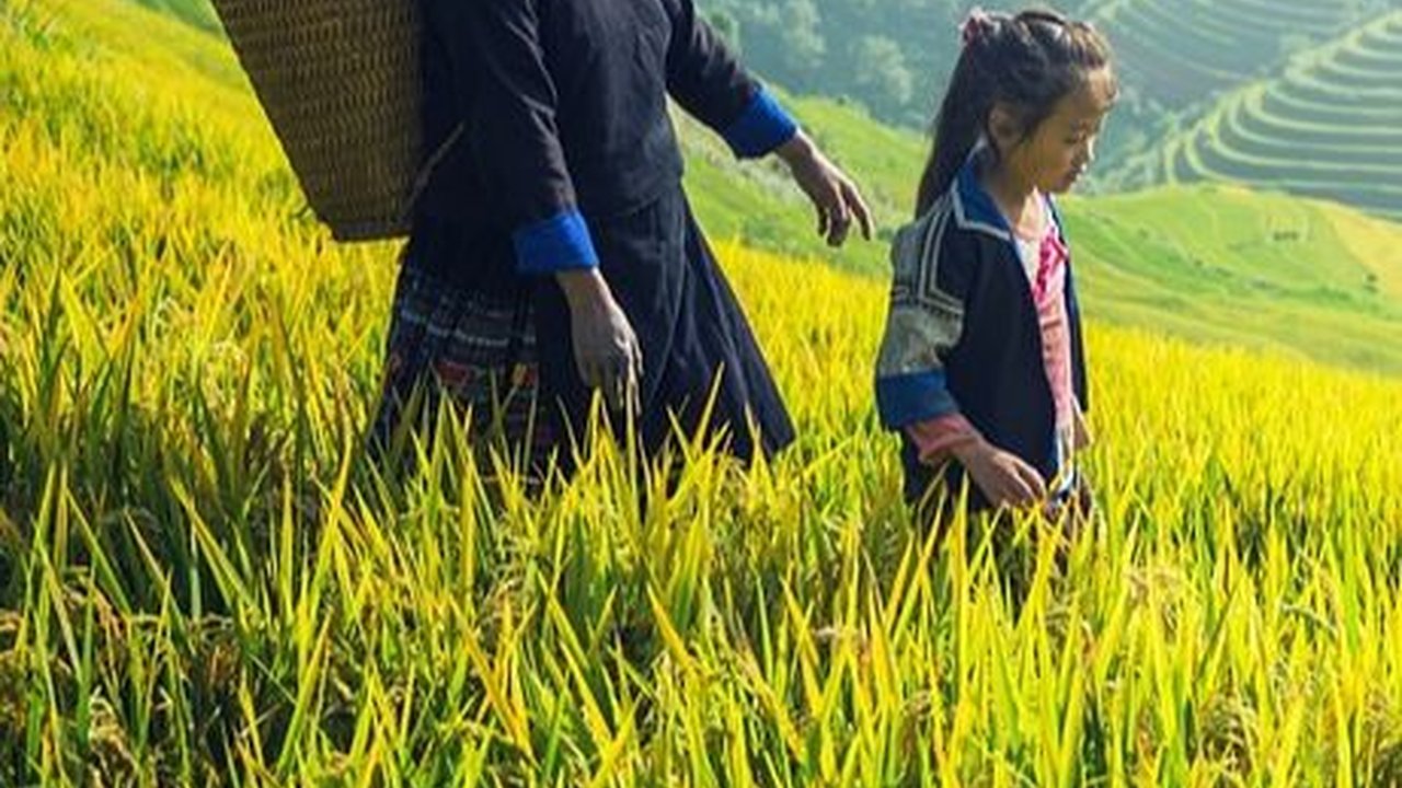 Food Estate adalah Program Peningkatan Produksi Pangan, Ketahui Tujuannya