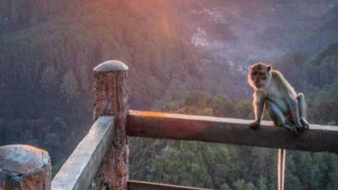Wisata di Bandung yang Indah dan Menarik, Cocok jadi Tujuan Pelepas Penat
