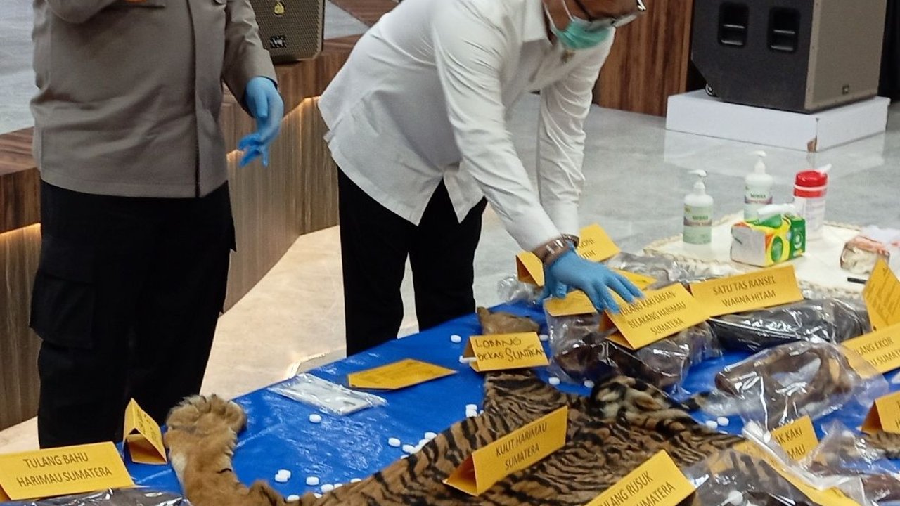 PNS Kecamatan Berkomplot Bareng Petani Jual Kulit Harimau, Belum Dapat Pembeli Sudah Ditangkap Polisi