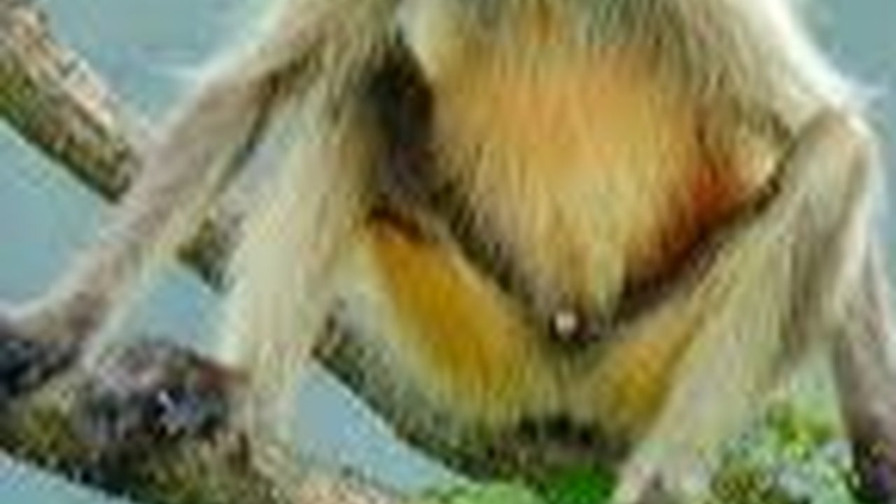 Menyambut Kelahiran Bayi Langur Langka Warna Emas, Mirip Kera Sakti