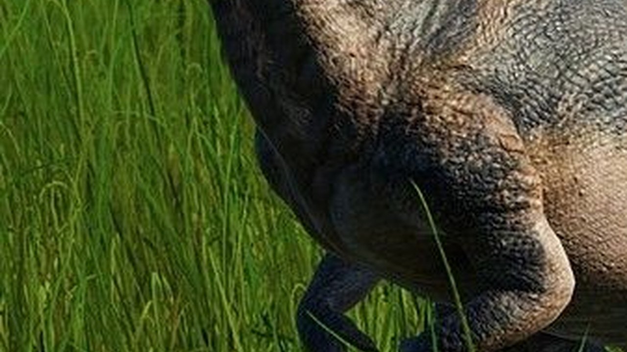 2 Jenis Dinosaurus Baru Ditemukan, Bentuknya Aneh