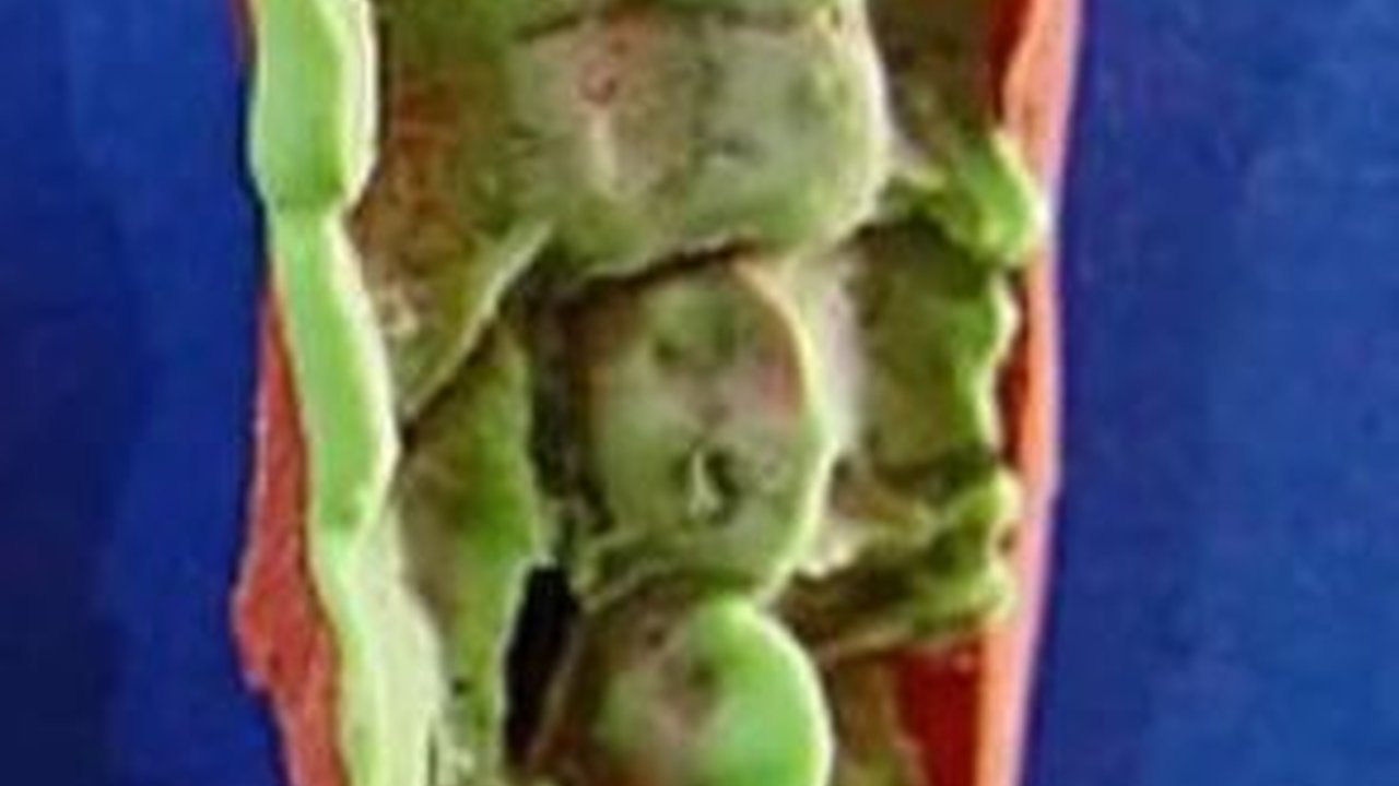 Permen Karet Zaman Batu Ditemukan Berusia 10.000 Tahun, Begini Bentuk dan Sosok yang Mengunyahnya