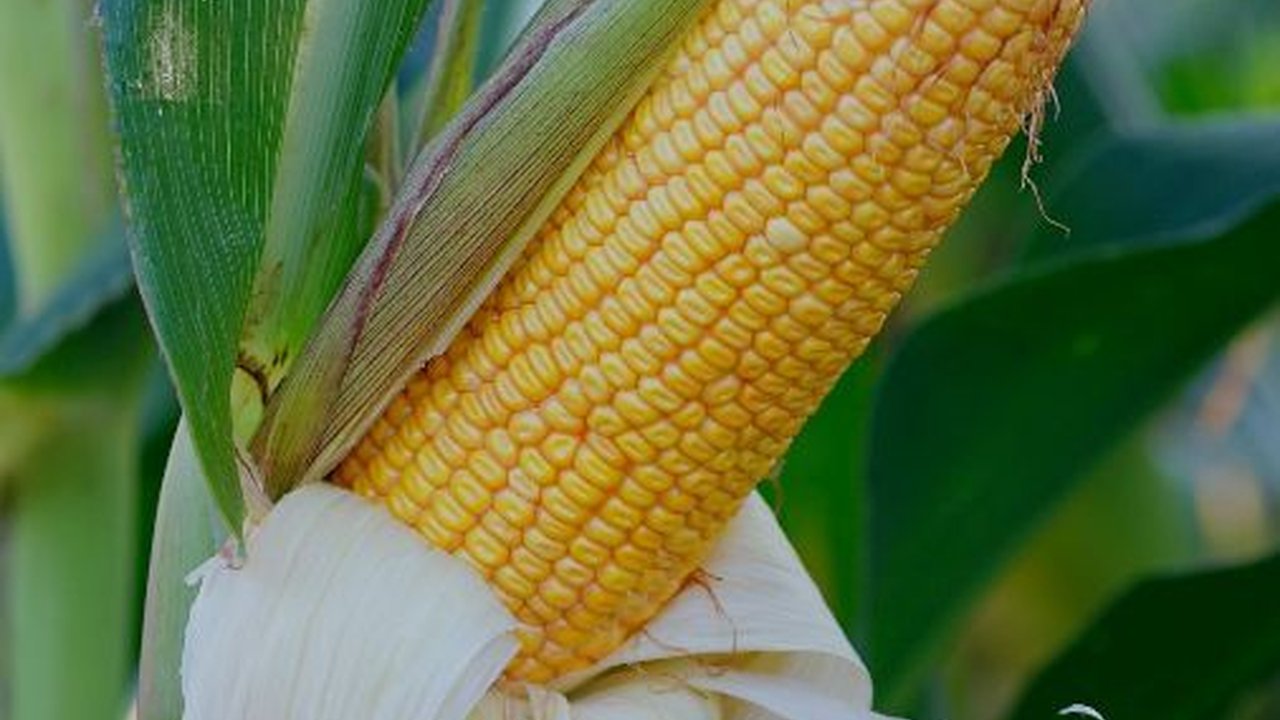 Daftar Lokasi Program Food Estate yang Dicap Gagal dalam Debat Cawapres