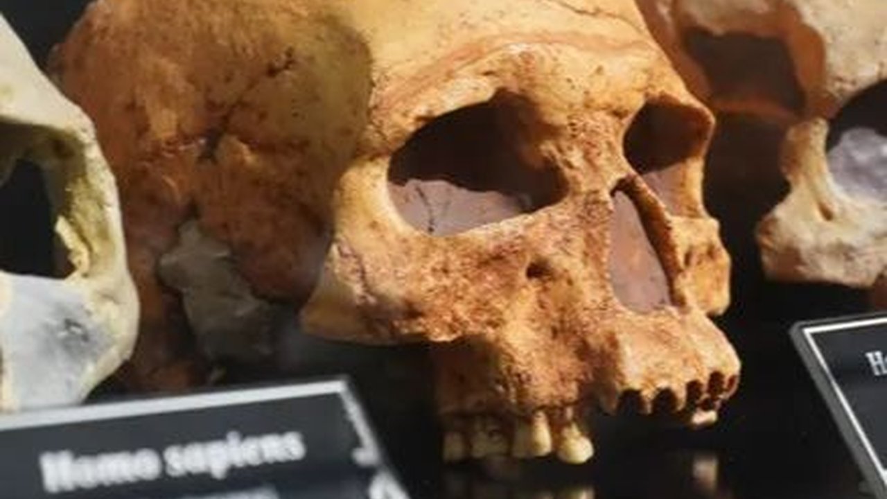 Ada Berapa Banyak Spesies Manusia yang Pernah Hidup di Bumi? Ilmuwan Punya Jawabannya