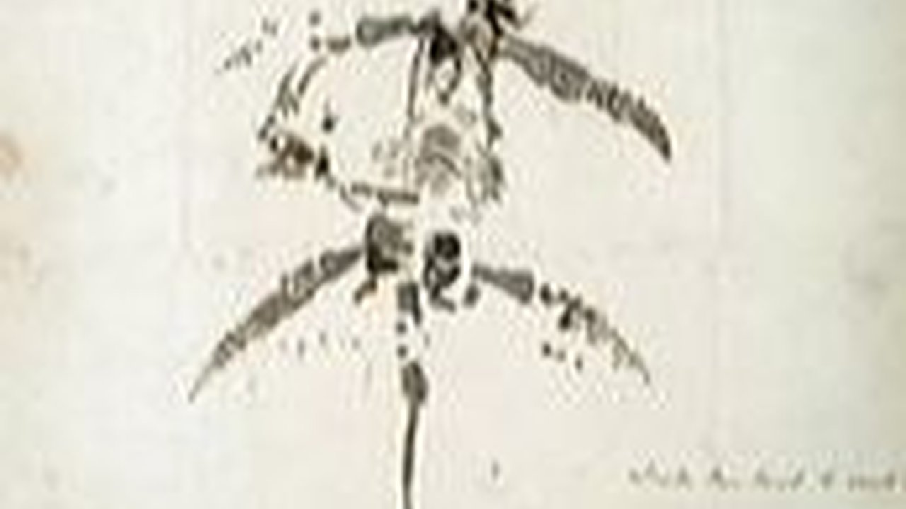 Spesies Baru Plesiosaurus Berhasil Diidentifikasi di Amerika Serikat