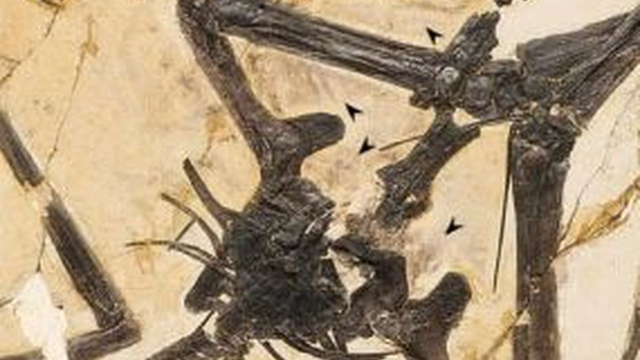 Spesies Baru Pterosaurus Tanpa Gigi Ditemukan di China