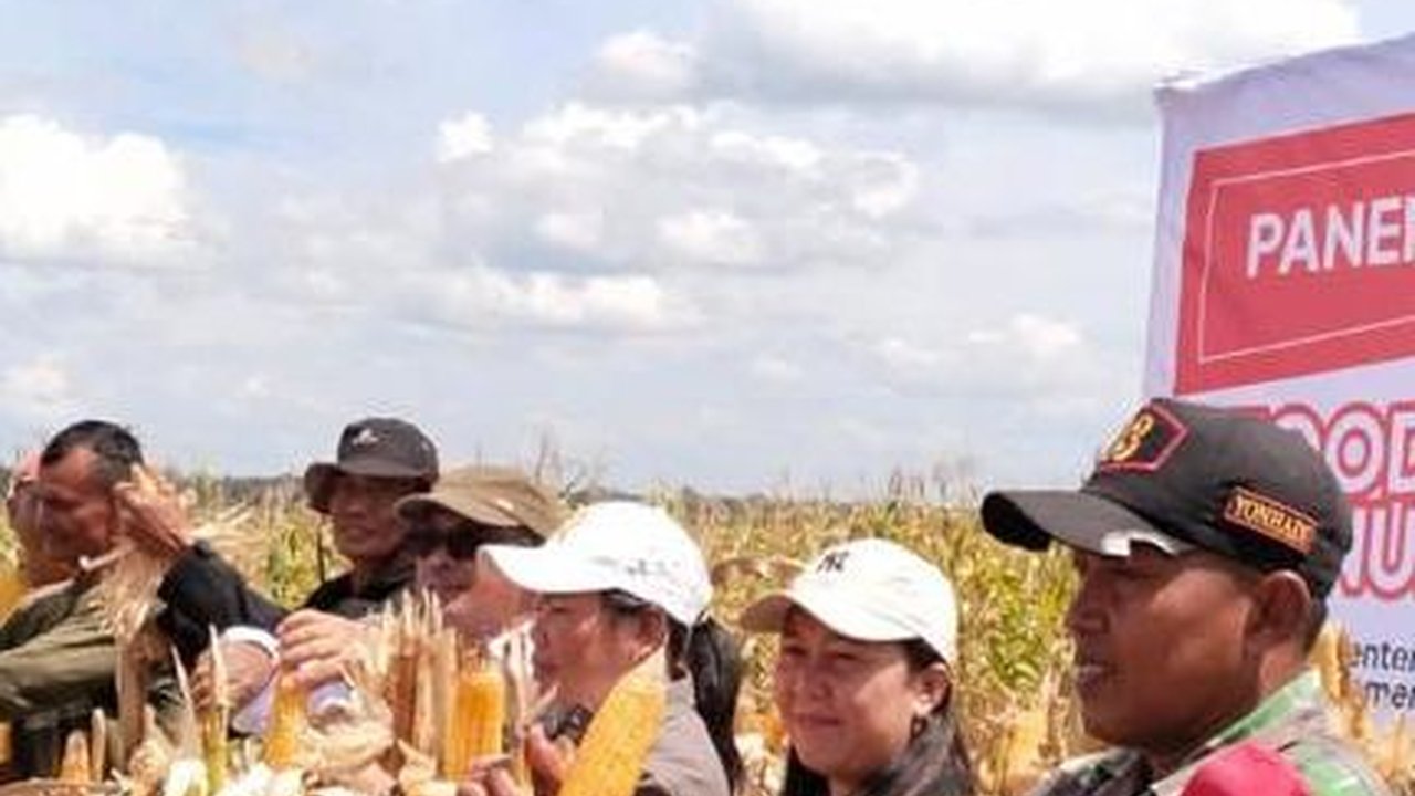 Mahfud MD Sebut Food Estate Proyek Gagal, Mentan Amran Pamer Panen Jagung di Gunung Mas