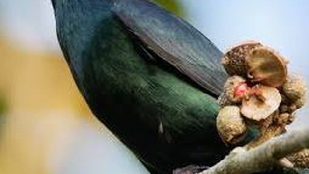 Mitos Burung Cucak Keling dalam Kepercayaan Indonesia, Ini Ulasannya