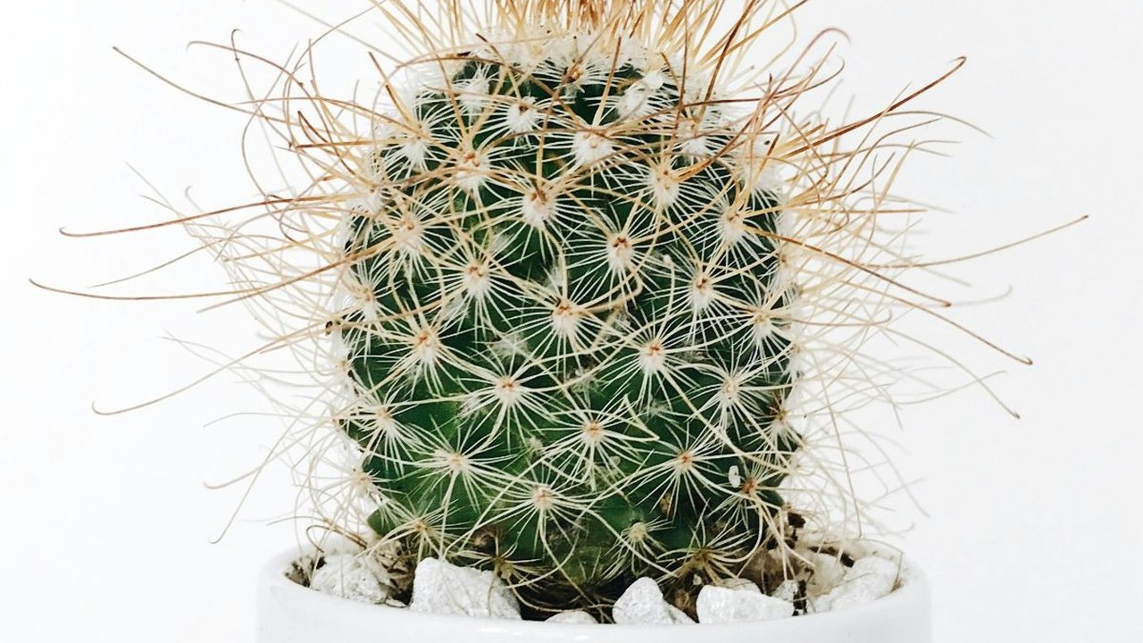 7 Tips Merawat Kaktus Mini Indoor, Lakukan Ini agar Tetap Tumbuh Subur