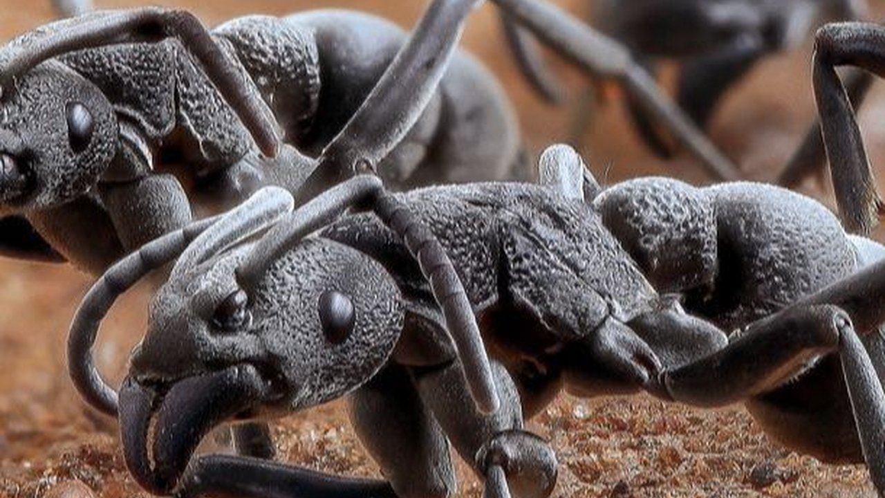 Jenis Semut Ini Mampu Menyembuhkan Diri dari Kematian dengan Liurnya