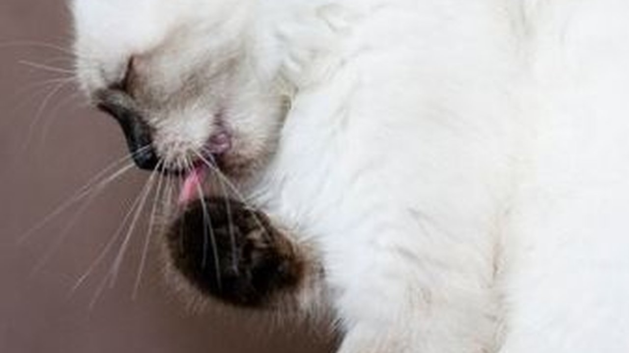 10 Penyakit Kulit yang Mengintai Kucing Kesayanganmu, Waspada!