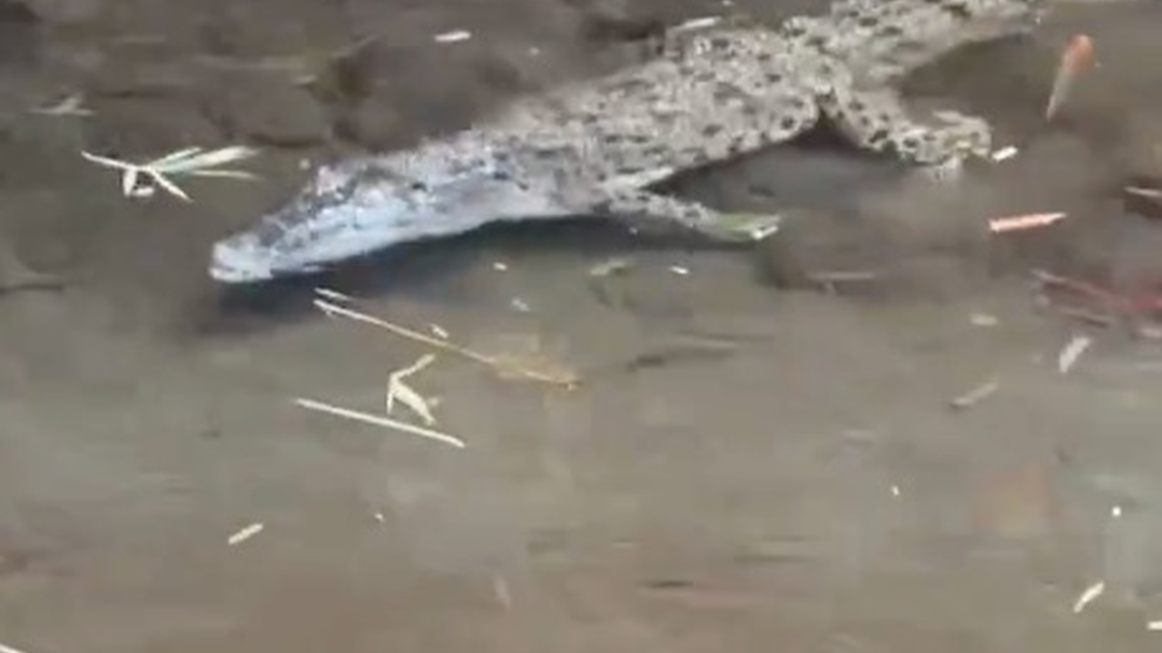 Viral Penemuan Buaya di Wisata Laguna Kalondes, Berhasil Ditangkap