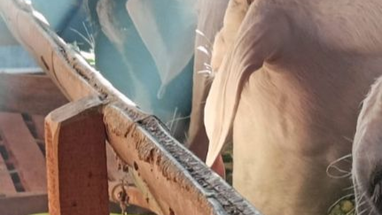 Inovasi Desa di Sragen: Pabrik Susu & Kesejahteraan Peternak Kambing