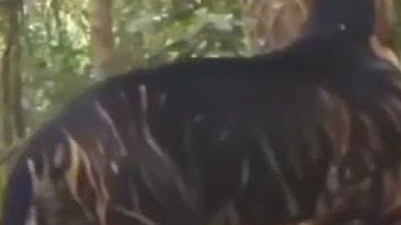 VIDEO Harimau Melanistik Superlangka Tertangkap Kamera di India